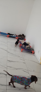 Cachorro descansando confortavelmente no hotel da EquilibraCão