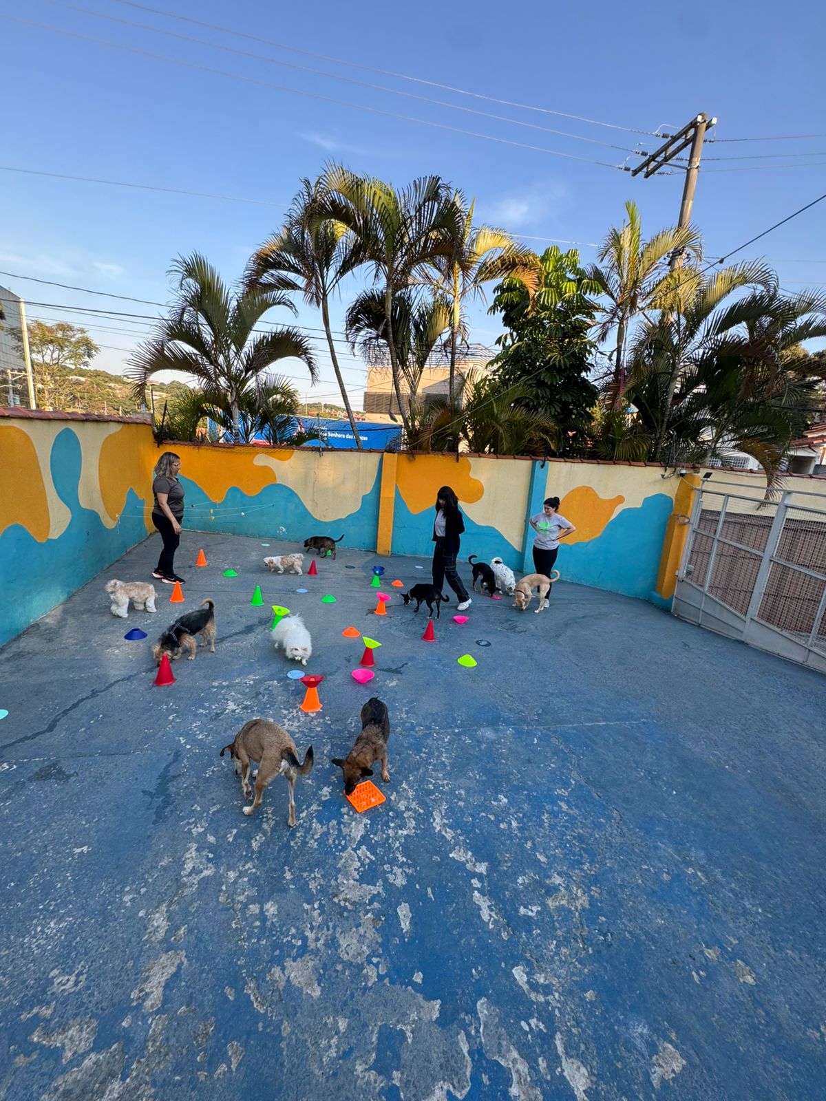 Cachorros brincando na creche da EquilibraCão