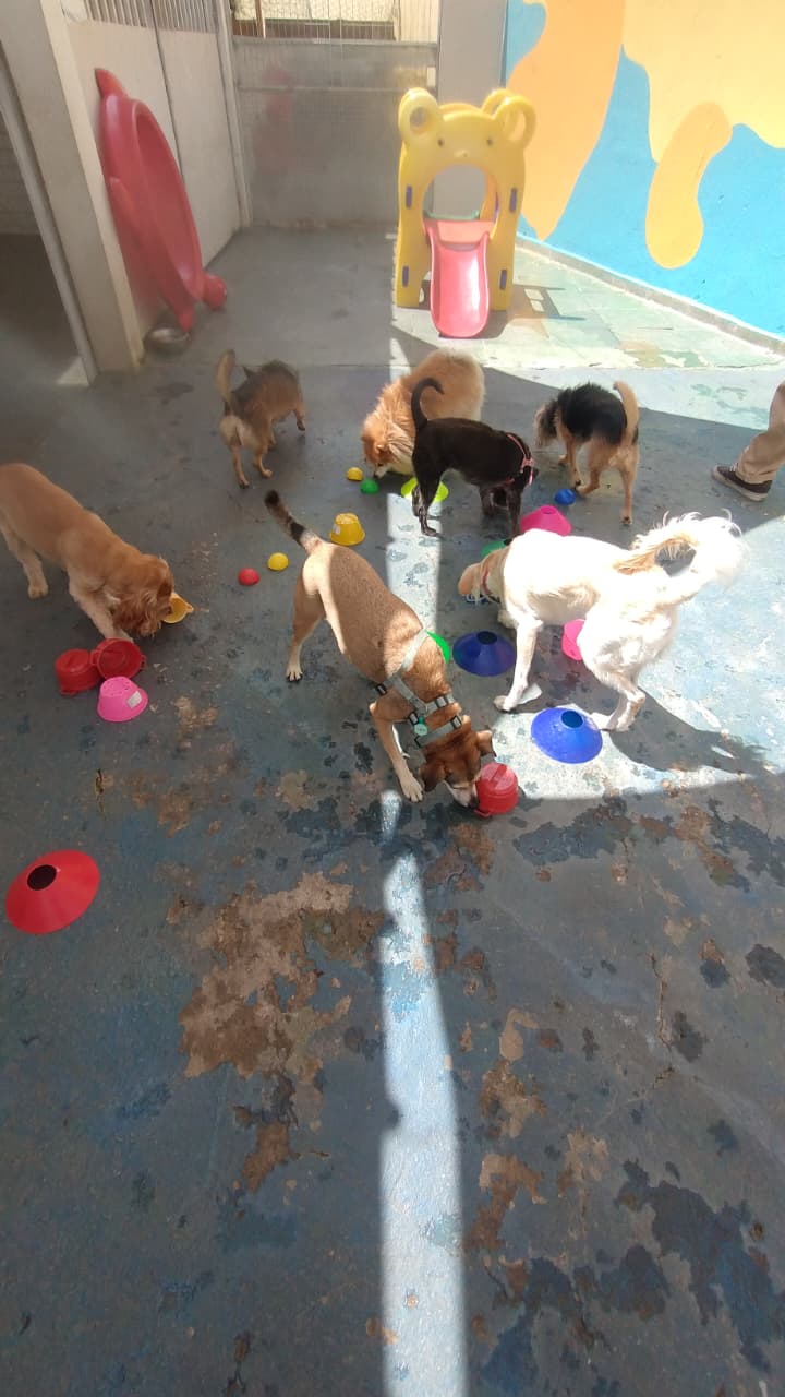 Equipe EquilibraCão cuidando dos pets