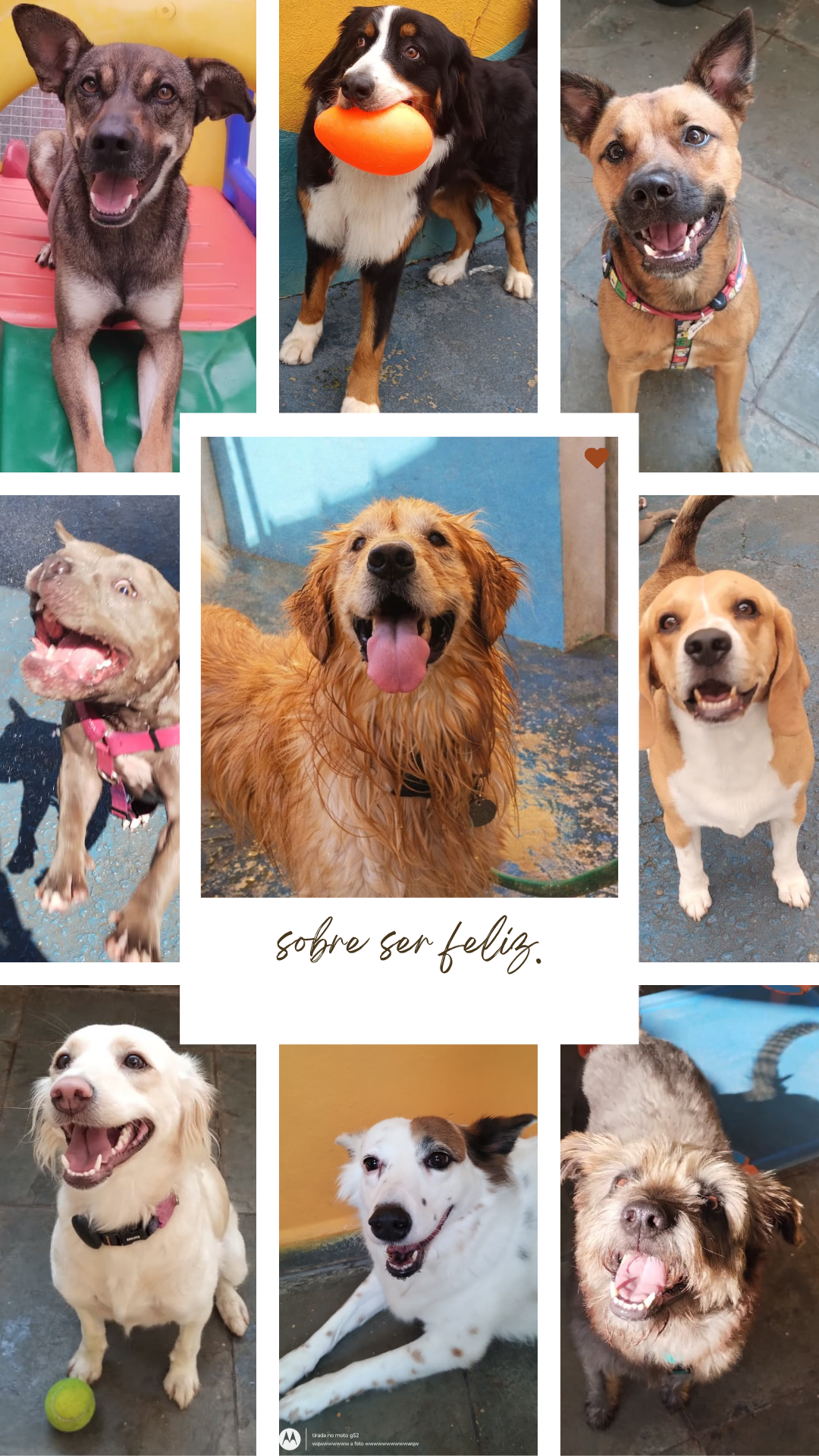 Cachorro descansando confortavelmente no hotel